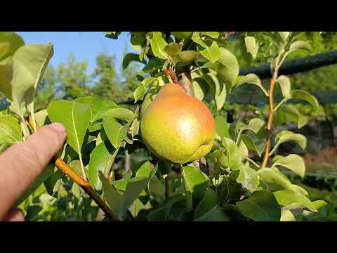 Видео: Реакция дерева после летней обрезки.