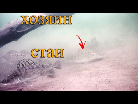 Видео: Почему СУДАК УХОДИТ с проверенных точек?! Подводная съемка.