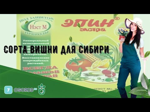 Видео: Сорта вишни для Сибири