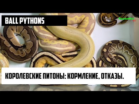 Видео: Ball pythons. Змеи. Королевские питоны: кормление, отказы.