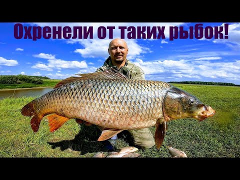 Видео: Охренели от таких сазанов! Кастинговая сеть американка ловит здоровых сазанов! Рыбалка с лодки 2021