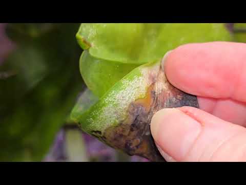 Видео: Фаль, пятница! Не рекомендую это средство от паутинного клеща, но я им пользуюсь! 🤣