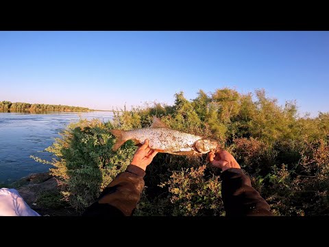 Видео: Рыбалка на Сырдарья 2024г #сазан #сом #квок #жерех #fishing #fish