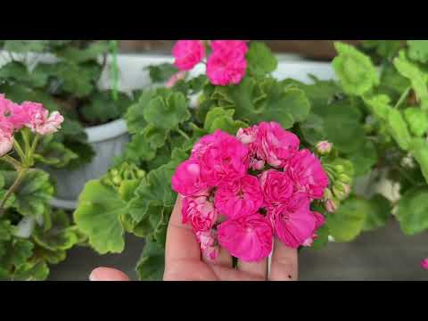 Видео: 1️⃣4️⃣🌸🌸🌸Пеларгонии цветут🌸🌸🌸//Показываю цветущие кустики🌸🌸🌸//https://t.me/ludmila_zvety