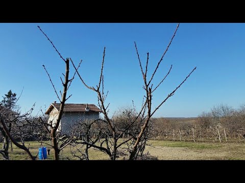 Видео: Подрязване Праскова изпусната Овощарство