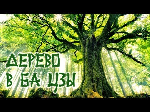 Видео: Дерево Дзя в Ба Цзы. Астролог Дарья Высоцкая.
