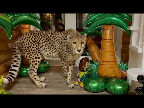 Видео: Герда помогает подготовить праздник!! Пуме Месси 10 лет!