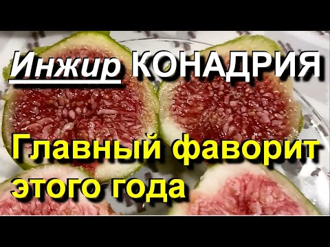 Видео: Инжир. КОНАДРИЯ - безусловный фаворит этого года. 2022 10 12