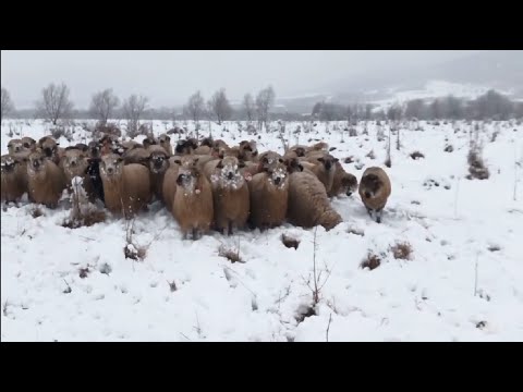 Видео: Прийшла зима