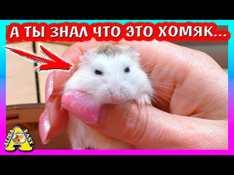 Видео: Отличие Джунгарского Хомяка от Кэмпбелла и Роборовского? / Виды хомяков / Alisa Easy Pets