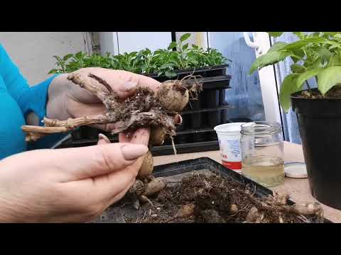 Видео: Георгины вегетативные, черенкование, какие нарастают клубни, как сохранить.