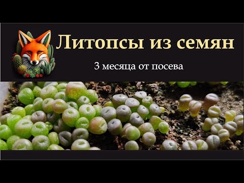 Видео: литопсы из семян, 3 месяца от посева  май 2024