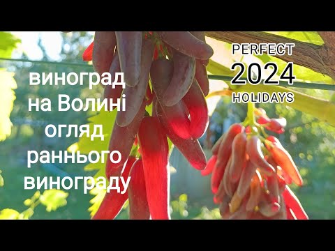 Видео: огляд винограду на Волині ранні та надранні сорти і ГФ. приємного перегляду 🤗