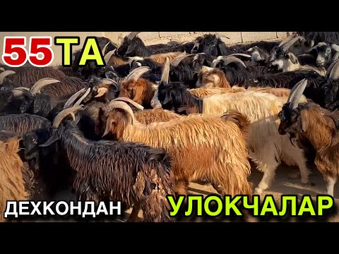 Видео: 55 ТА УЛОКЧАЛАР СОТИЛАДИ ДЕХКОНДАН! 