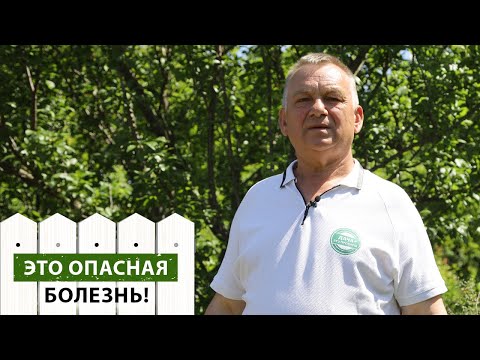 Видео: Как ИЗБАВИТЬСЯ от ржавчины на смородине? Лечим желтые пятна на листьях смородины