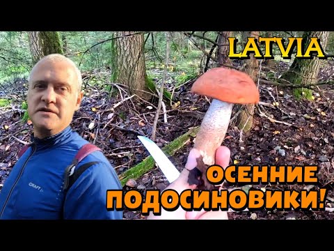Видео: СОБИРАЕМ ГРИБЫ! 03.10.2022. - Подосиновики, Белые грибы, Золотистые Боровики / ЛАТВИЯ, лес #17