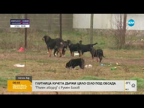 Видео: Глутница кучета държи цяло село под обсада - Здравей, България (26.02.2018г.)