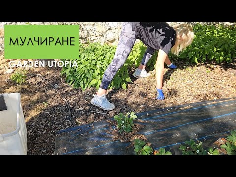 Видео: МУЛЧИРАНЕ в ГРАДИНАТА