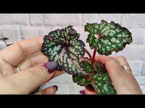 Видео: Детки бегоний на 24.05.24