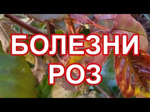 Видео: РОЗЫ. ЧЁРНАЯ ПЯТНИСТОСТЬ, ЛЕЧЕНИЕ.