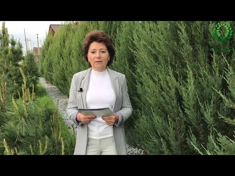 Видео: Живая изгородь. Можжевельник Блю Арроу - 2 часть