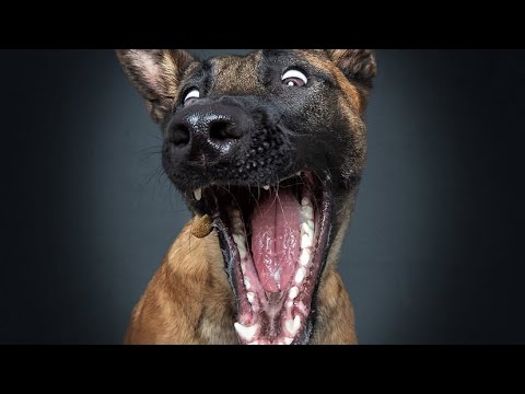 Видео: Забавная подборка бельгийских овчарок малинуа, часть 2