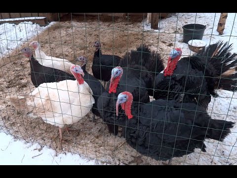 Видео: Из города в деревню / Зима, куры, индюки, коза