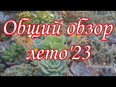 Видео: Коллекция суккулентов. Обзор, конец лета '23