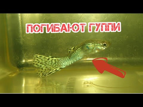 Видео: ПОЧЕМУ УМИРАЮТ ГУППИ