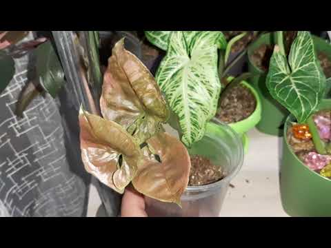 Видео: Комнатные цветы в интерьере. Рум Тур 3 часть.