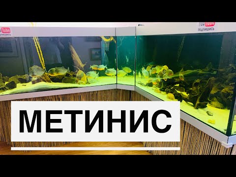 Видео: Метинис серебристый и пираньи
