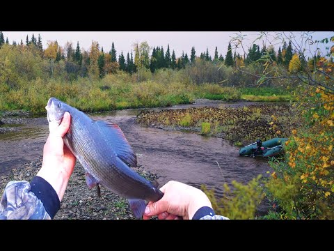 Видео: 13 дней в тайге. Одиночный поход по Печоре. Часть 8. Заброшенная ИТК. Рыбалка в глухой тайге. Хариус