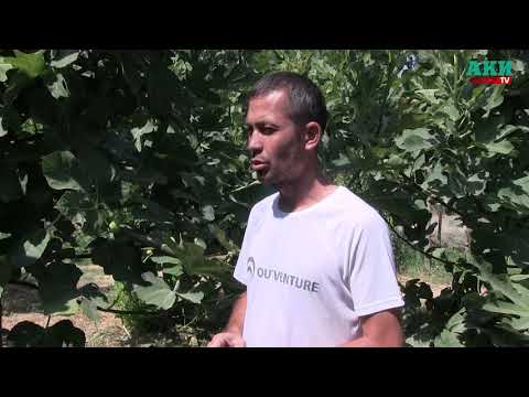 Видео: Анжир сатып 50-60 миң сом пайда тапкан Н.Дадажанов