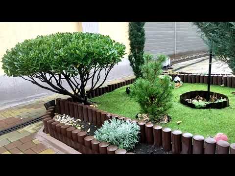 Видео: Бересклет. Формируем оригинально.