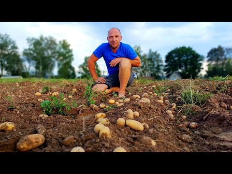 Видео: Без драников точно не останемся. Заготавливаем яблочный сок