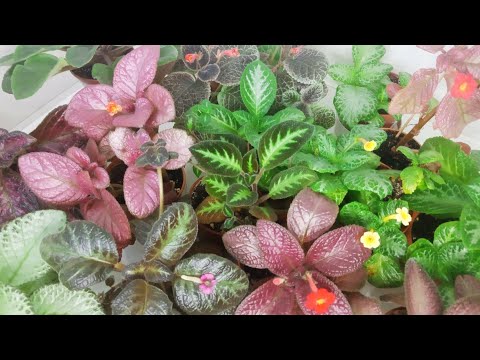 Видео: Комнатные цветы|Обзор моих эписций в апреле