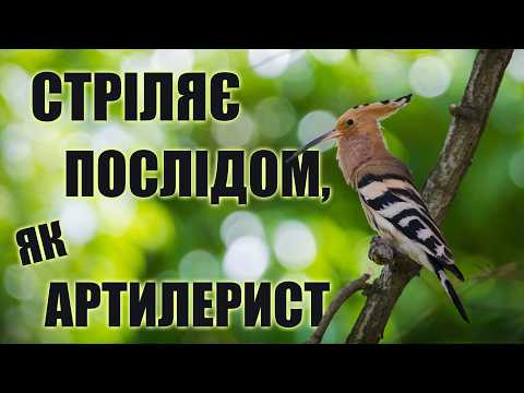 Видео: НАЙСМЕРДЮЧІШИЙ ПТАХ ПЛАНЕТИ: Одуд стріляє послідом як зброєю!