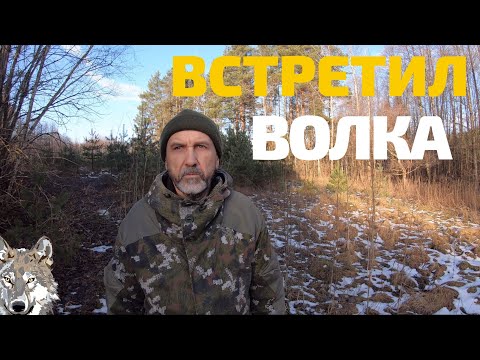 Видео: Встреча с волком в лесу. Удивительные истории про волков на хуторе