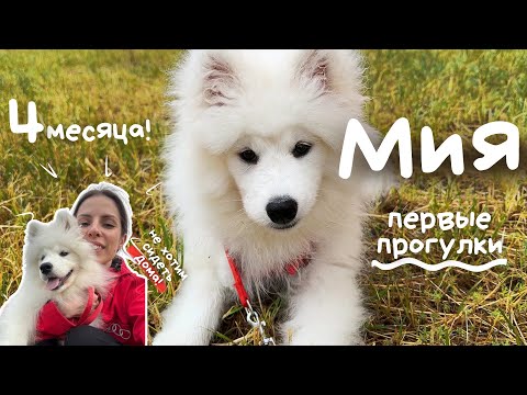 Видео: Ми 4 месяца / первые прогулки / щенок самоедской лайки