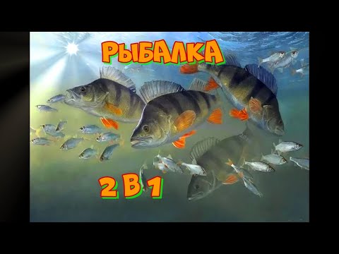 Видео: Две рыбалки вместе!!!) Рыбалка на Онежском озере. Ловим крупных окуней.