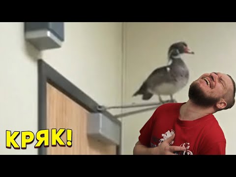 Видео: ЗАСМЕЯЛСЯ - ПОДПИСАЛСЯ!! ЛУЧШИЕ ПРИКОЛЫ 2021 ТЕСТ НА ПСИХИКУ УГАР! #436 - РЕАКЦИЯ НА СОЮЗ СМЕХА