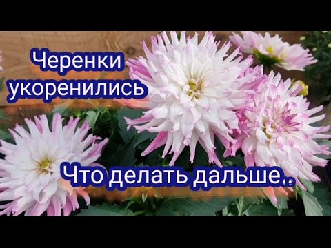 Видео: Вегетативные георгины. Черенки укоренились, что делать дальше.