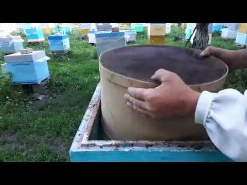 Видео: С Новосельем!!!Заселяем рой!!!