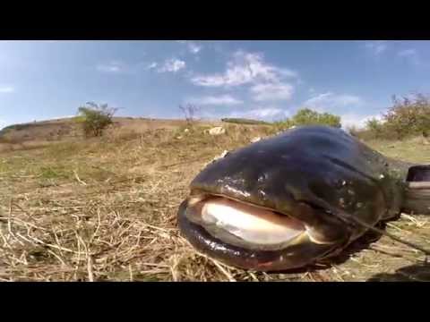 Видео: Подводна охота, Днестр, Сом 24 кг