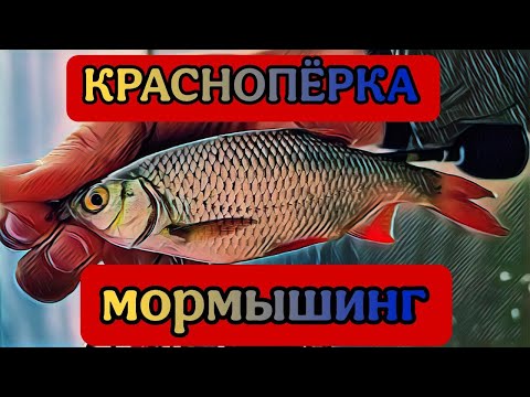 Видео: Красноперка ,мормышинг с навахо мормышка от олта