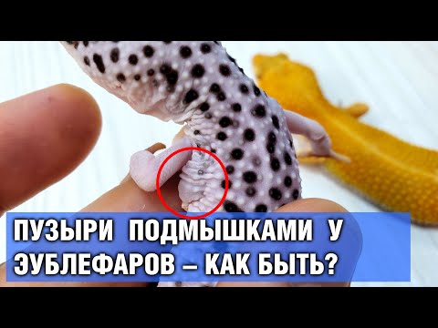 Видео: Подмышечные пузыри у гекконов-эублефаров