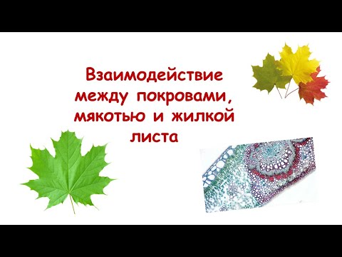 Видео: Взаимодействие между мякотью, покровами и жилкой листа