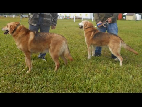 Видео: Мемориал им.Р.И.Шияна 2023г. Выжлецы старшей группы.