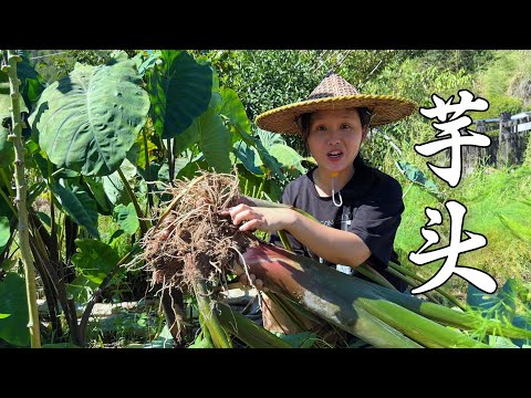 Видео: Как приготовить таро? Три новых способа поесть таро. Вся семья скажет, что оно отлично сочетается