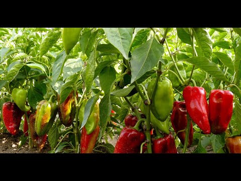 Видео: ЛУЧШИЙ СПОСОБ ПОСЕВА ПЕРЦА БЕЗ ПИКИРОВКИ